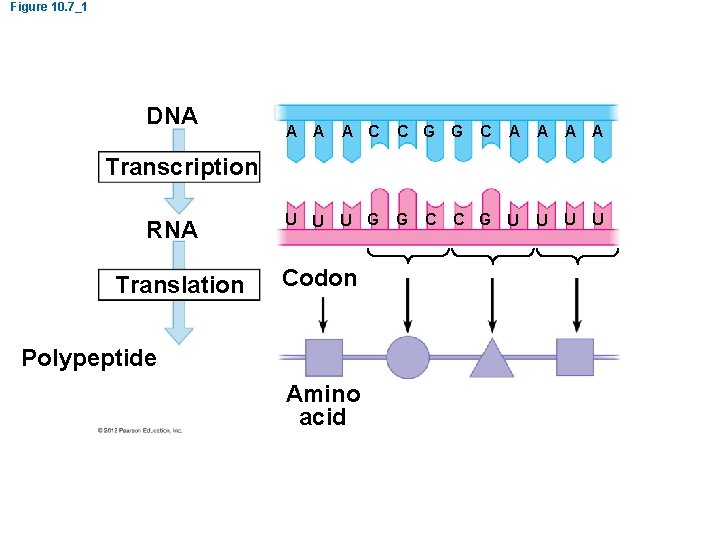 Figure 10. 7_1 DNA A C C G G U U U G G