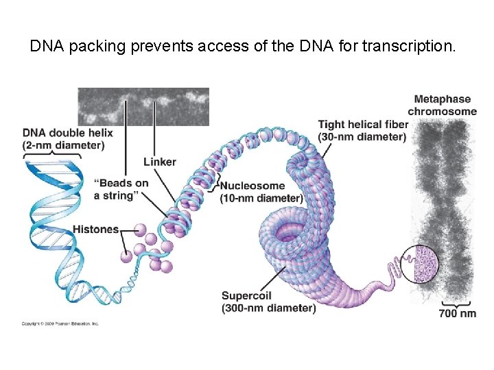 DNA packing prevents access of the DNA for transcription. 
