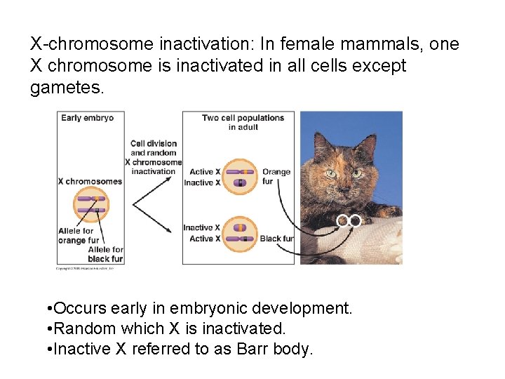 X-chromosome inactivation: In female mammals, one X chromosome is inactivated in all cells except