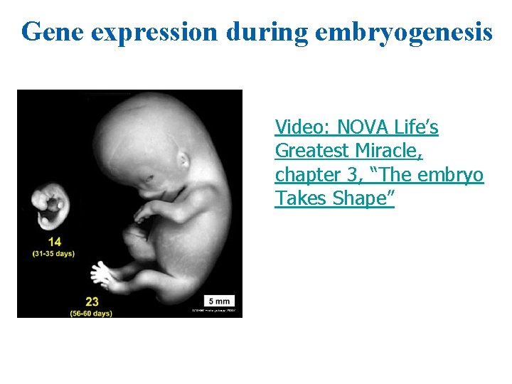 Gene expression during embryogenesis Video: NOVA Life’s Greatest Miracle, chapter 3, “The embryo Takes