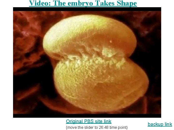 Video: The embryo Takes Shape Original PBS site link (move the slider to 26: