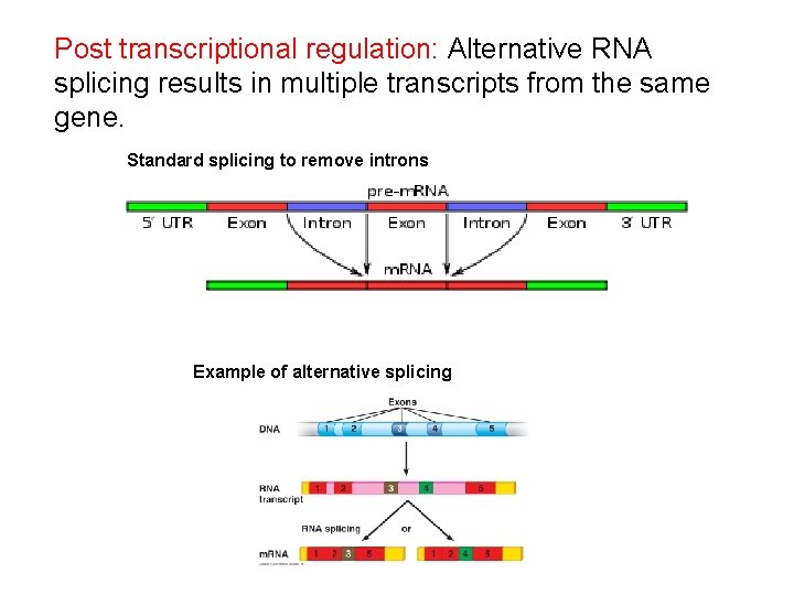 Post transcriptional regulation: Alternative RNA splicing results in multiple transcripts from the same gene.