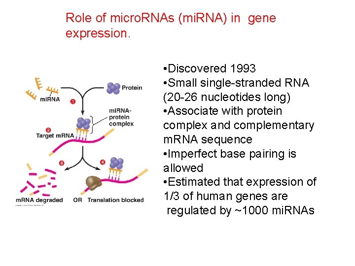 Role of micro. RNAs (mi. RNA) in gene expression. • Discovered 1993 • Small