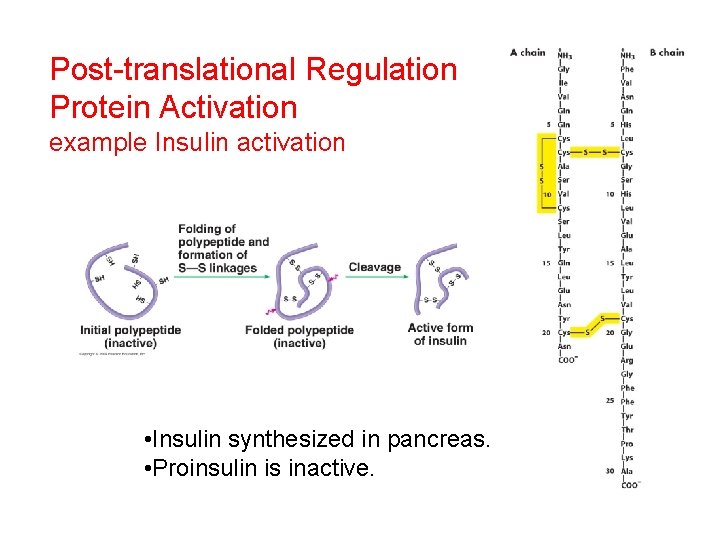 Post-translational Regulation Protein Activation example Insulin activation • Insulin synthesized in pancreas. • Proinsulin