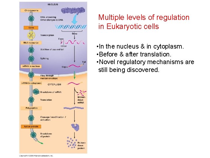 Multiple levels of regulation in Eukaryotic cells • In the nucleus & in cytoplasm.