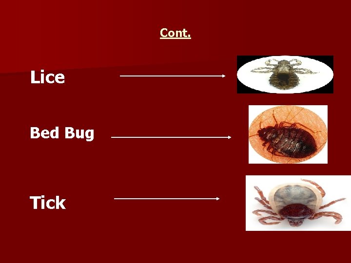 Cont. Lice Bed Bug Tick 