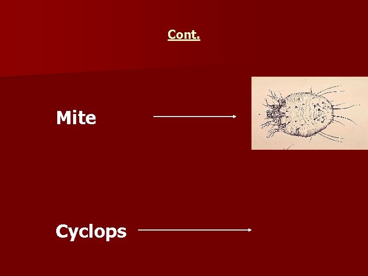 Cont. Mite Cyclops 