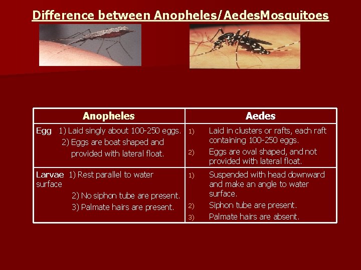 Difference between Anopheles/Aedes. Mosquitoes Anopheles Aedes Egg 1) Laid singly about 100 -250 eggs.