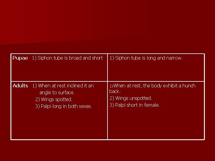 Pupae 1) Siphon tube is broad and short 1) Siphon tube is long and