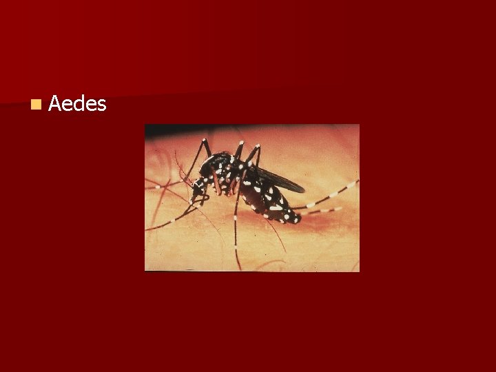 n Aedes 