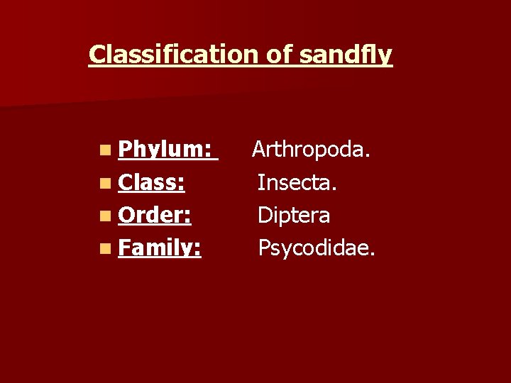 Classification of sandfly n Phylum: n Class: n Order: n Family: Arthropoda. Insecta. Diptera