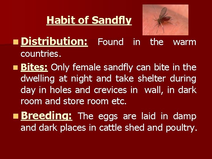 Habit of Sandfly n Distribution: Found in the warm countries. n Bites: Only female