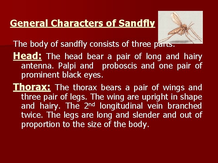 General Characters of Sandfly The body of sandfly consists of three parts: Head: The