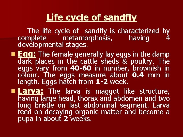 Life cycle of sandfly The life cycle of sandfly is characterized by complete metamorphosis,