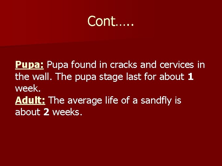 Cont…. . Pupa: Pupa found in cracks and cervices in the wall. The pupa