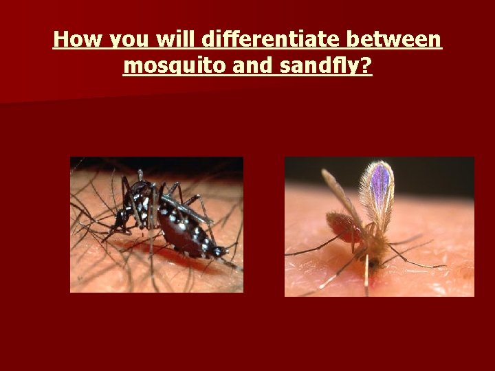 How you will differentiate between mosquito and sandfly? 