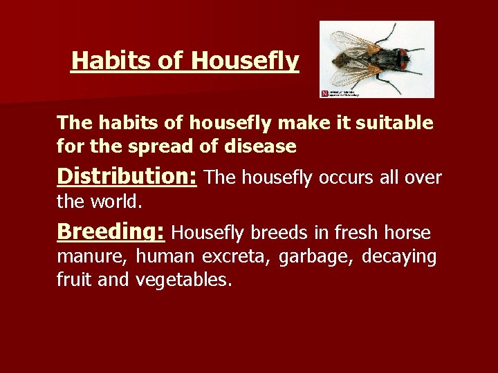 Habits of Housefly The habits of housefly make it suitable for the spread of