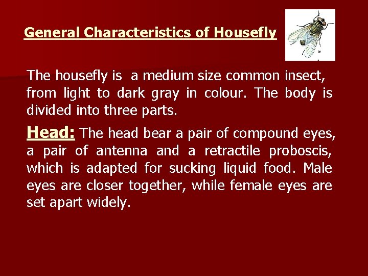 General Characteristics of Housefly The housefly is a medium size common insect, from light