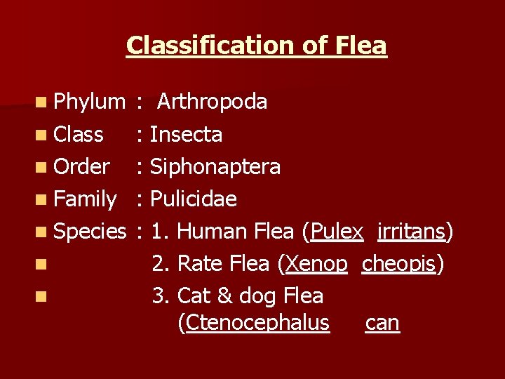 Classification of Flea n Phylum : Arthropoda n Class : Insecta n Order :