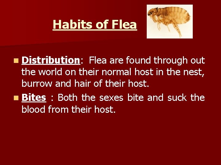 Habits of Flea n Distribution: Flea are found through out the world on their