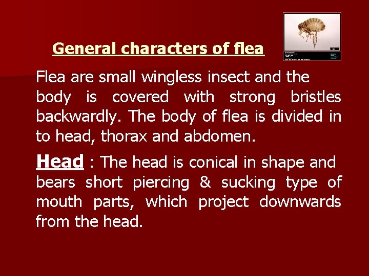 General characters of flea Flea are small wingless insect and the body is covered