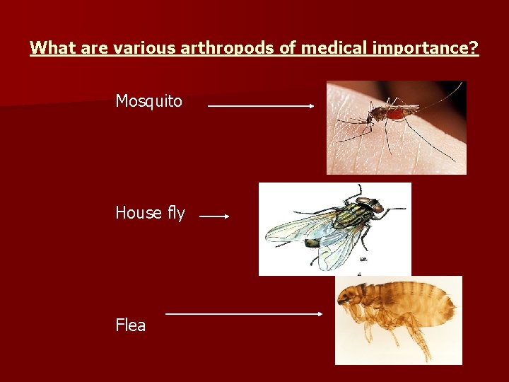 What are various arthropods of medical importance? Mosquito House fly Flea 
