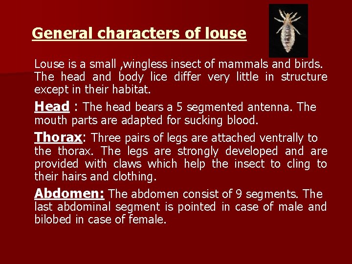 General characters of louse Louse is a small , wingless insect of mammals and