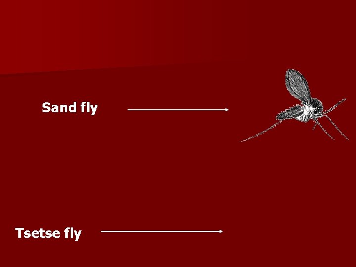 Sand fly Tsetse fly 