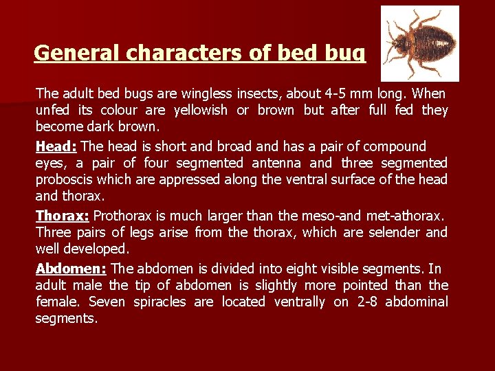 General characters of bed bug The adult bed bugs are wingless insects, about 4