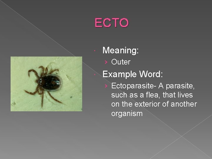 ECTO Meaning: › Outer Example Word: › Ectoparasite- A parasite, such as a flea,
