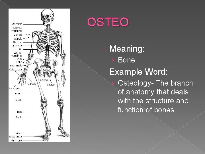 OSTEO Meaning: › Bone Example Word: › Osteology- The branch of anatomy that deals