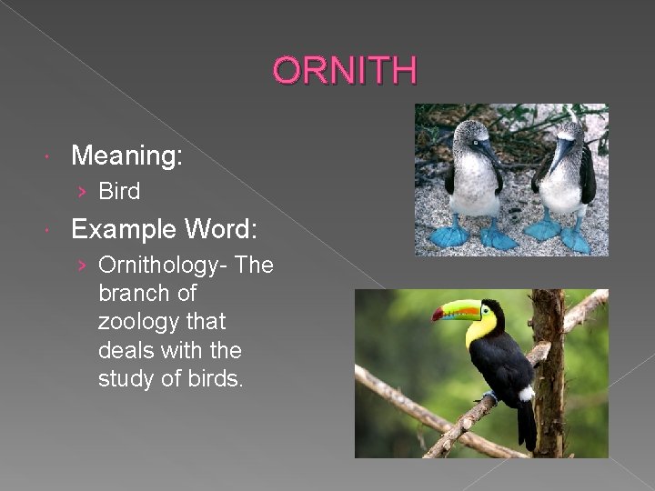 ORNITH Meaning: › Bird Example Word: › Ornithology- The branch of zoology that deals