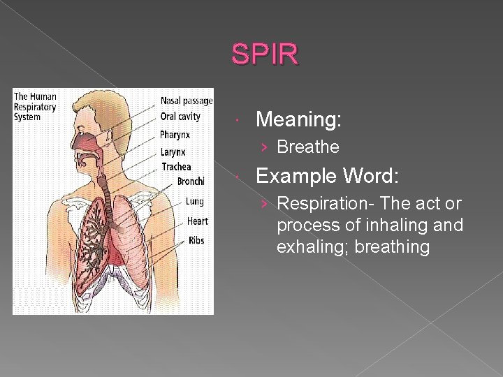 SPIR Meaning: › Breathe Example Word: › Respiration- The act or process of inhaling