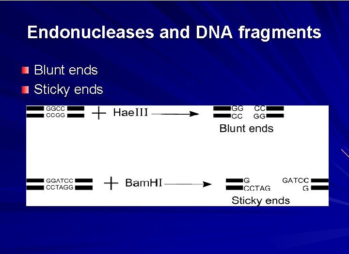 Endonucleases and DNA fragments Blunt ends Sticky ends 