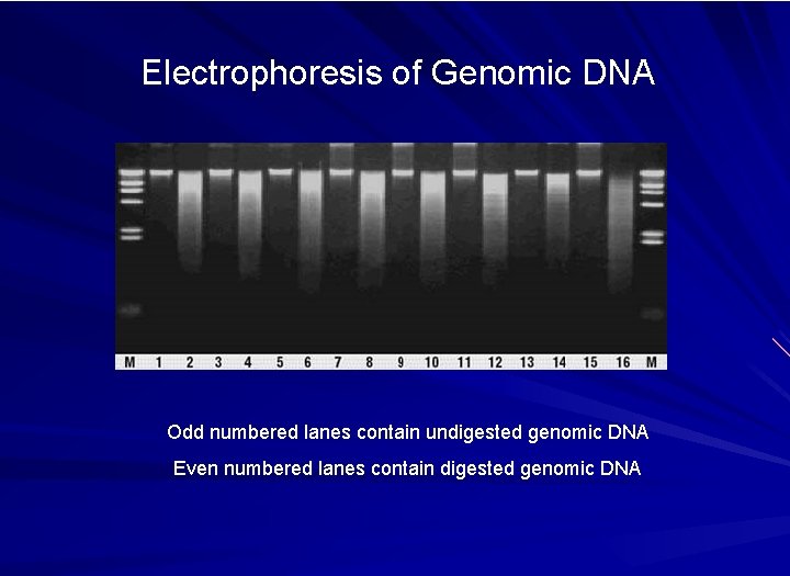 Electrophoresis of Genomic DNA Odd numbered lanes contain undigested genomic DNA Even numbered lanes