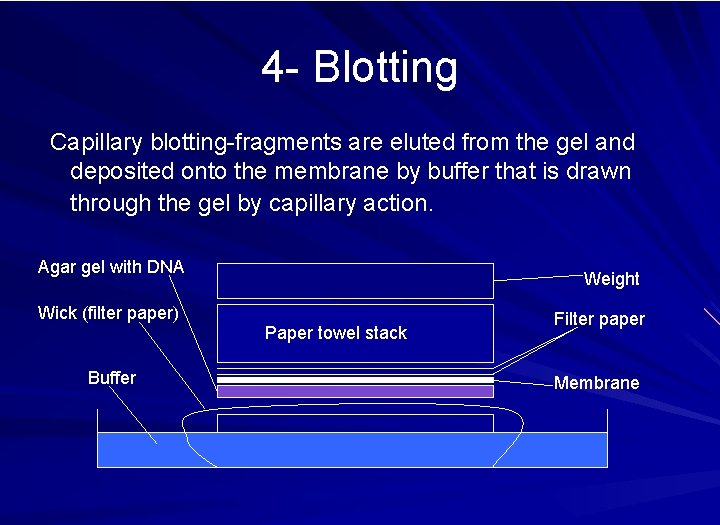 4 - Blotting Capillary blotting-fragments are eluted from the gel and deposited onto the