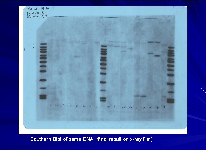 Southern Blot of same DNA (final result on x-ray film) 