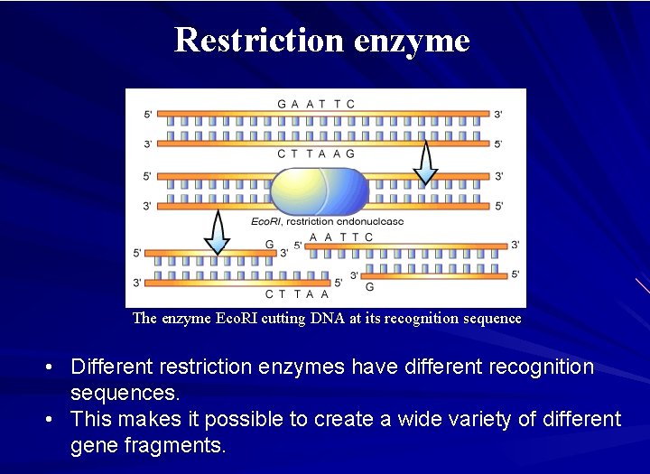 Restriction enzyme The enzyme Eco. RI cutting DNA at its recognition sequence • Different