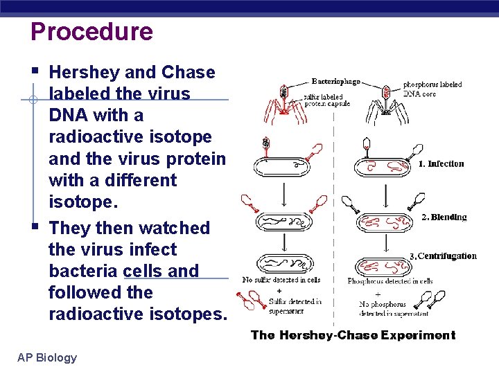 Procedure § Hershey and Chase § labeled the virus DNA with a radioactive isotope
