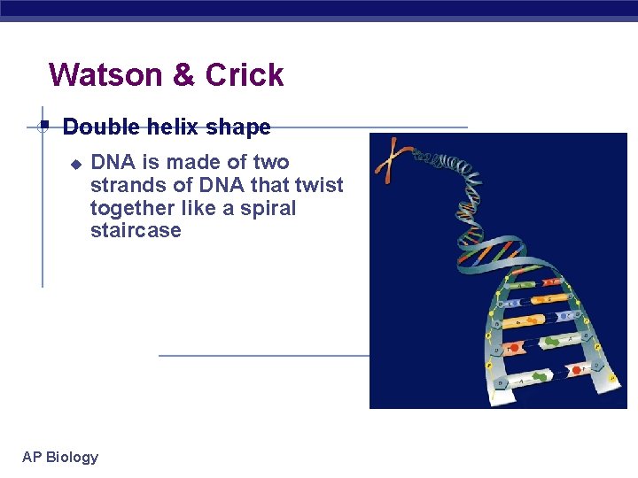 Watson & Crick § Double helix shape u DNA is made of two strands