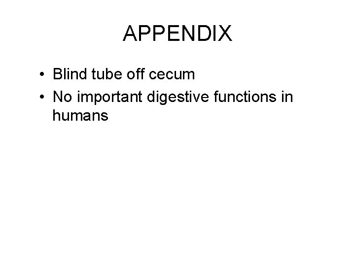 APPENDIX • Blind tube off cecum • No important digestive functions in humans 