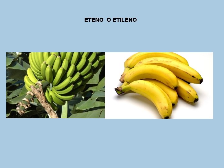 ETENO O ETILENO 