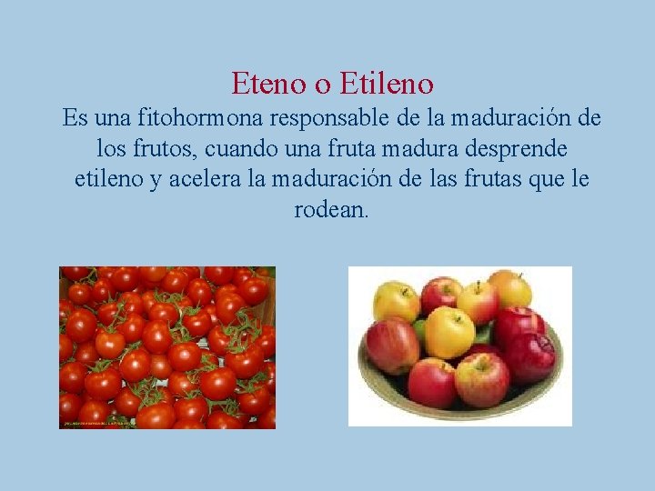 Eteno o Etileno Es una fitohormona responsable de la maduración de los frutos, cuando