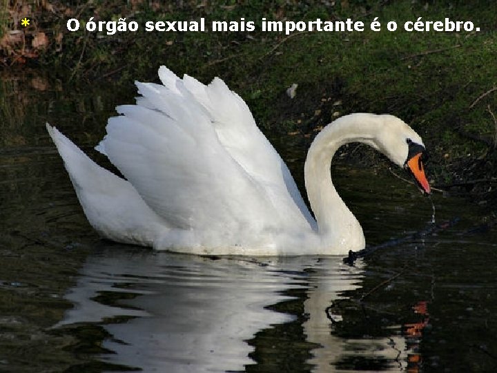 * O órgão sexual mais importante é o cérebro. 