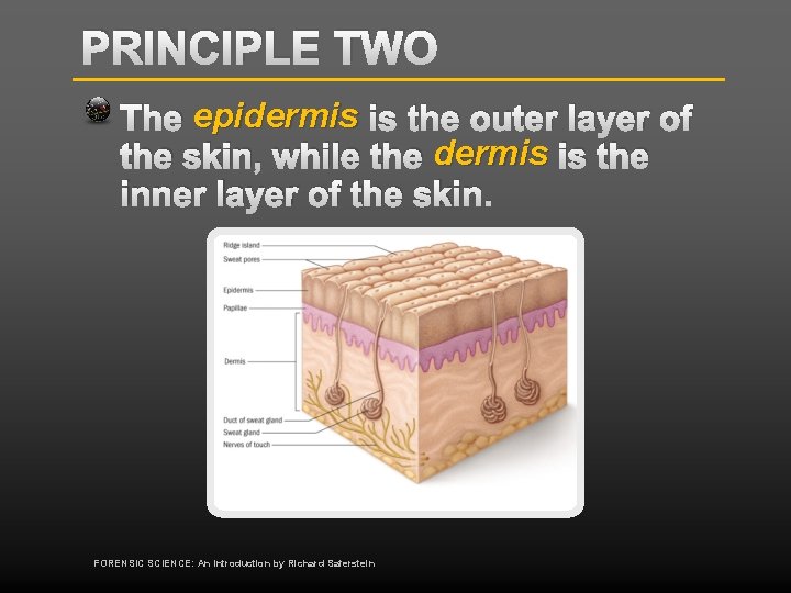 PRINCIPLE TWO The epidermis is the outer layer of the skin, while the dermis
