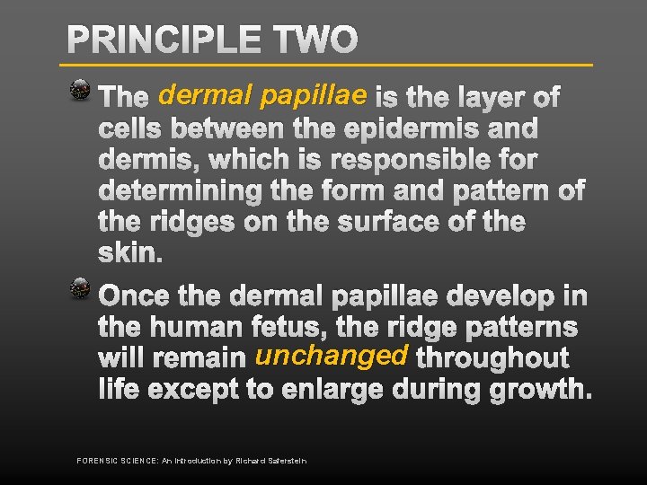 PRINCIPLE TWO The dermal papillae is the layer of cells between the epidermis and