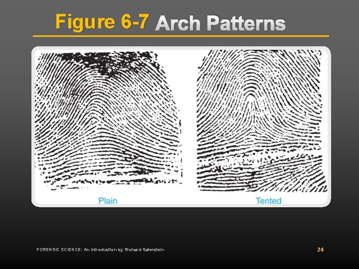 Figure 6 -7 Arch Patterns FORENSIC SCIENCE: An Introduction by Richard Saferstein 24 