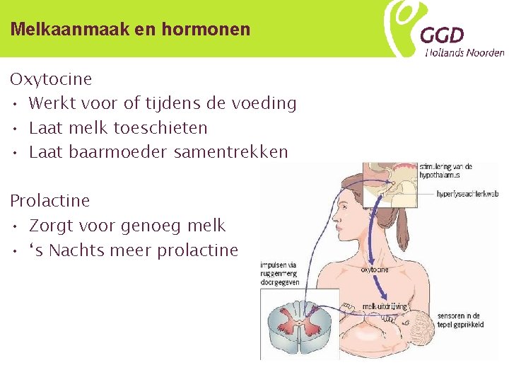 Melkaanmaak en hormonen Oxytocine • Werkt voor of tijdens de voeding • Laat melk