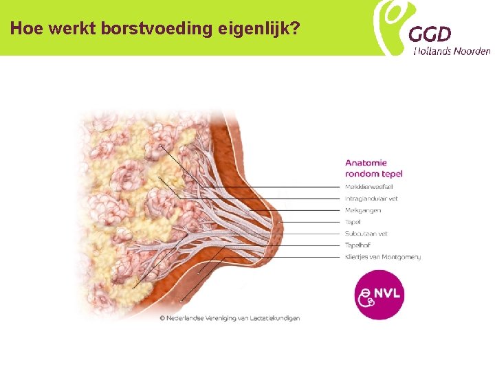 Hoe werkt borstvoeding eigenlijk? 