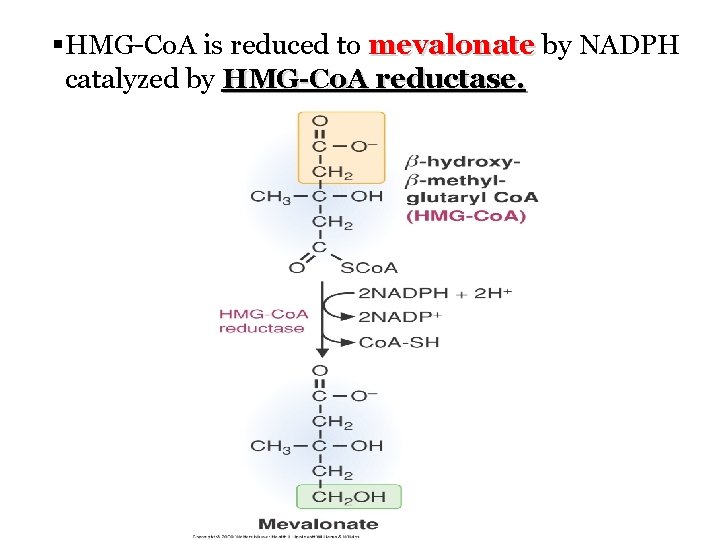 §HMG-Co. A is reduced to mevalonate by NADPH catalyzed by HMG-Co. A reductase. 